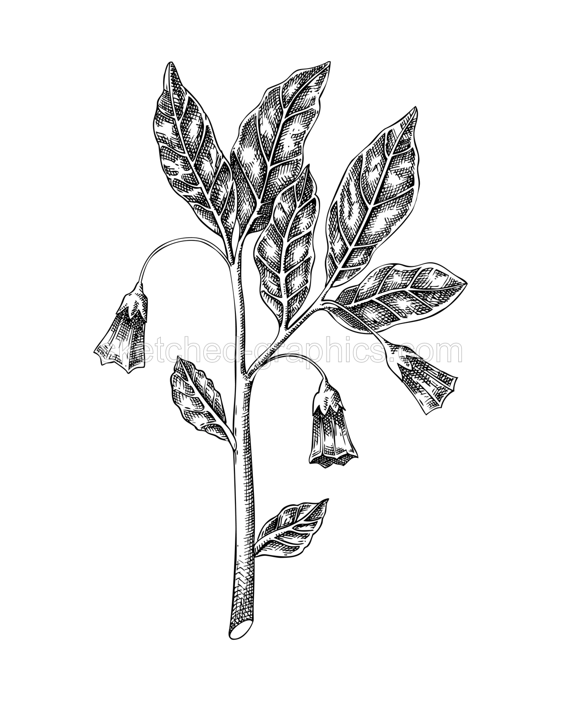 Scopolia plant sketch. Poisonous plant drawing. Henbane bell hand-drawn vector illustration. Witchcraft, love potions, folklore design element. NOT AI generated Illustration